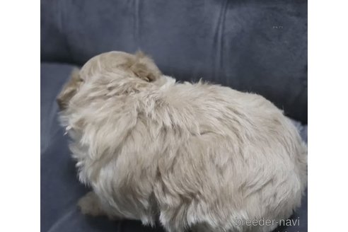 成約済の鹿児島県のマルプー:マルチーズ×トイプードル-329401の3枚目
