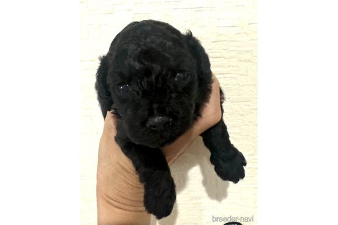 成約済の埼玉県のトイプードル-338522の11枚目