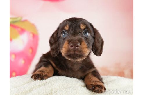 成約済の埼玉県のミニチュアダックスフンド(ロングヘアード)-338526の6枚目