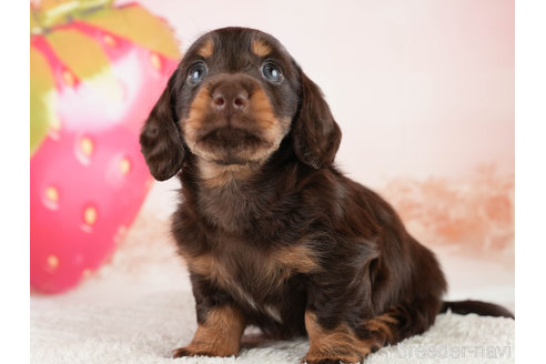 成約済の埼玉県のミニチュアダックスフンド(ロングヘアード)-338526の5枚目
