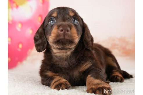 成約済の埼玉県のミニチュアダックスフンド(ロングヘアード)-338526の4枚目