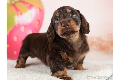 成約済の埼玉県のミニチュアダックスフンド(ロングヘアード)-338526の3枚目