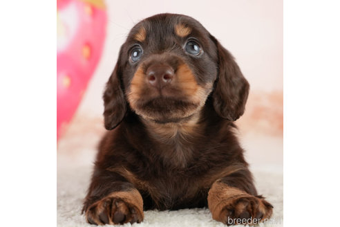 成約済の埼玉県のミニチュアダックスフンド(ロングヘアード)-338526