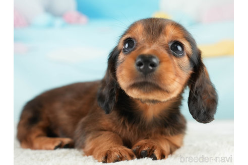 成約済の埼玉県のミニチュアダックスフンド(ロングヘアード)-338530の6枚目