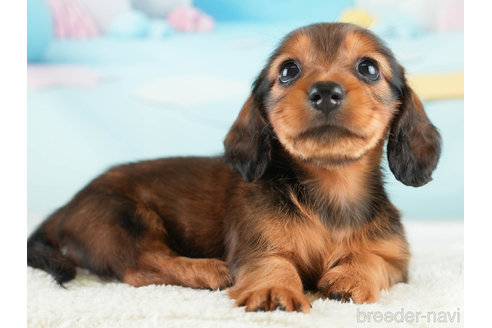 成約済の埼玉県のミニチュアダックスフンド(ロングヘアード)-338530の5枚目