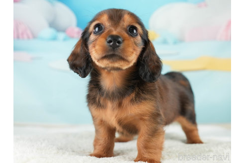 成約済の埼玉県のミニチュアダックスフンド(ロングヘアード)-338530の4枚目