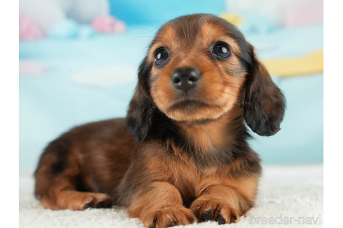 成約済の埼玉県のミニチュアダックスフンド(ロングヘアード)-338530の3枚目