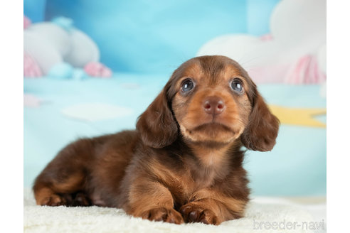 成約済の埼玉県のミニチュアダックスフンド(ロングヘアード)-338533の5枚目