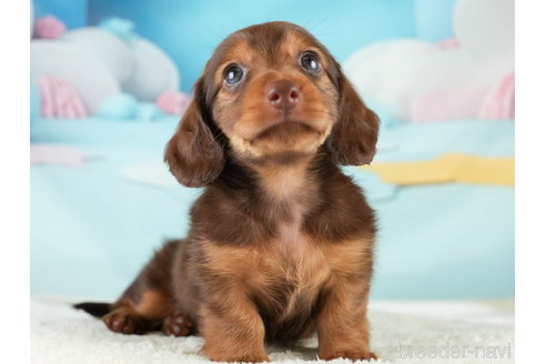 成約済の埼玉県のミニチュアダックスフンド(ロングヘアード)-338533の4枚目
