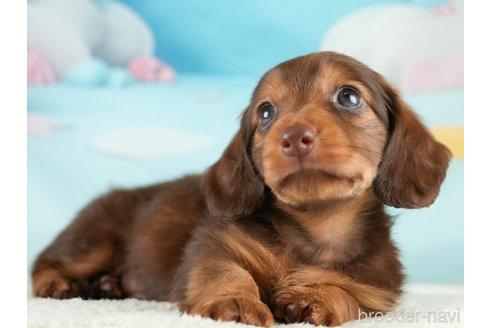 成約済の埼玉県のミニチュアダックスフンド(ロングヘアード)-338533の3枚目