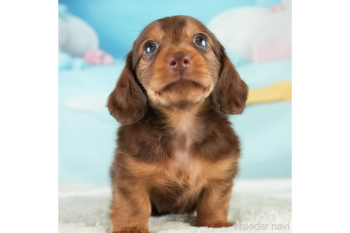 成約済の埼玉県のミニチュアダックスフンド(ロングヘアード)-338533の2枚目