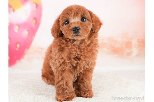 成約済の埼玉県のトイプードル-338534の4枚目