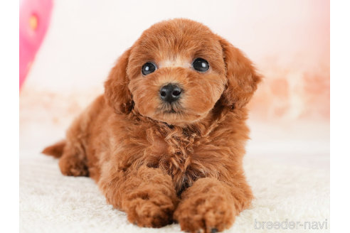 成約済の埼玉県のトイプードル-338534の3枚目