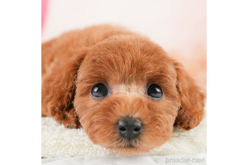 成約済の埼玉県のトイプードル-338534の1枚目