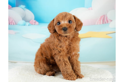 成約済の埼玉県のトイプードル-338535の6枚目