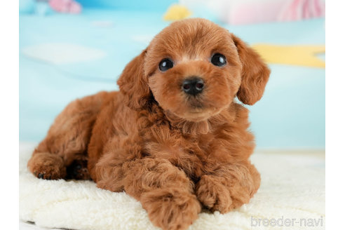 成約済の埼玉県のトイプードル-338535の5枚目