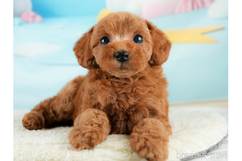 成約済の埼玉県のトイプードル-338535の4枚目