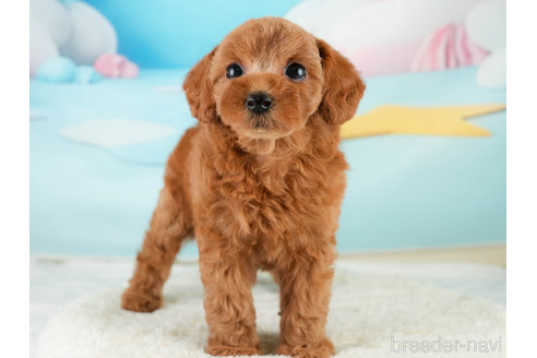 成約済の埼玉県のトイプードル-338535の3枚目