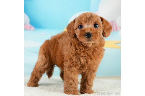 成約済の埼玉県のトイプードル-338535の1枚目