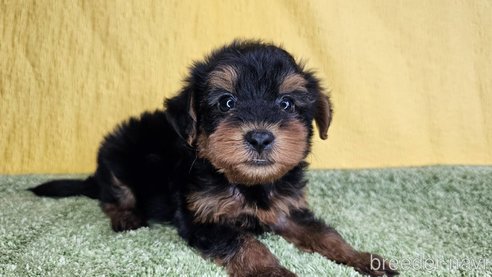 成約済の愛知県のヨープー:ヨークシャーテリア×トイプードル-336980の8枚目