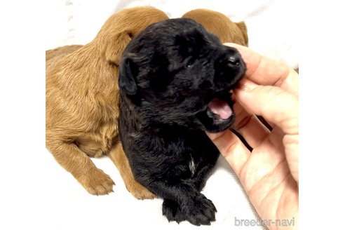 成約済の奈良県のミックス犬-338554の14枚目