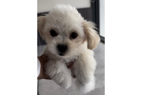 成約済の福岡県のミックス犬-320085の2枚目