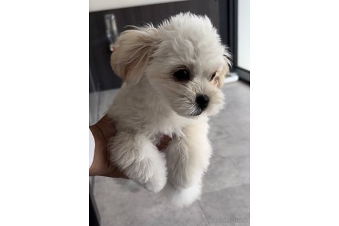 成約済の福岡県のミックス犬-320085の3枚目