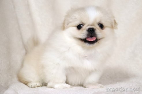 成約済の滋賀県のペキニーズ-335442の7枚目