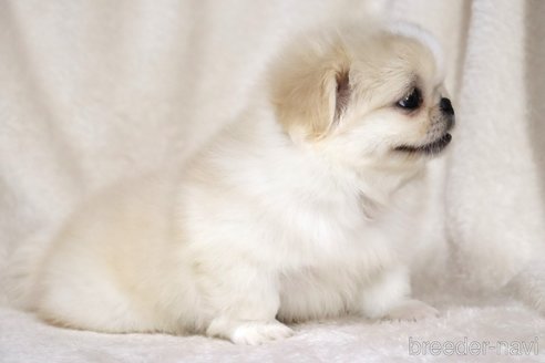 成約済の滋賀県のペキニーズ-335442の3枚目