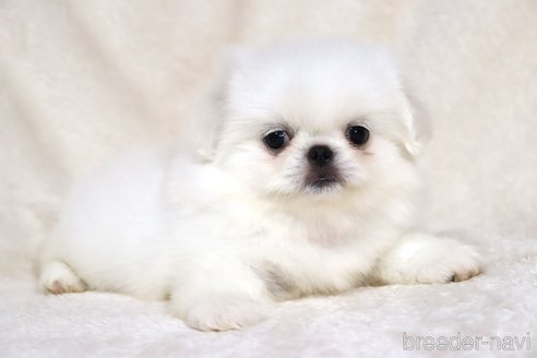 成約済の滋賀県のペキニーズ-338580の7枚目