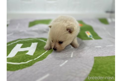 成約済の愛知県のポメラニアン-338587の2枚目