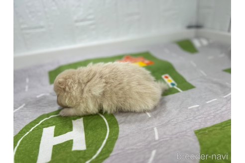 成約済の愛知県のポメラニアン-338587の5枚目