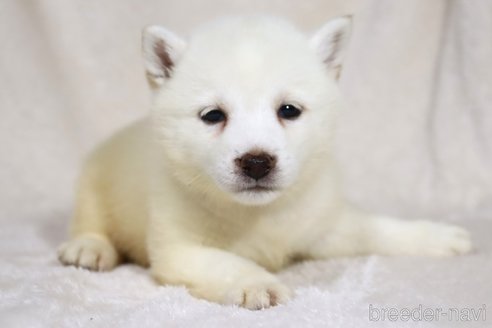 成約済の滋賀県の柴犬-338584の6枚目