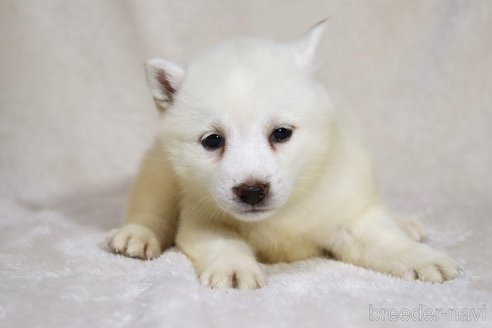 成約済の滋賀県の柴犬-338584の5枚目