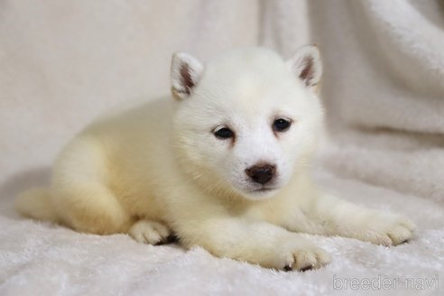 成約済の滋賀県の柴犬-338584の4枚目