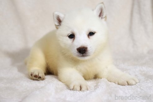 成約済の滋賀県の柴犬-338584の3枚目