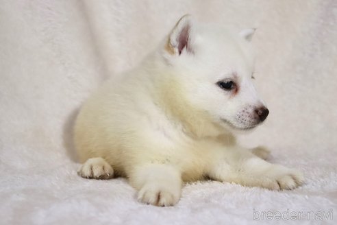 成約済の滋賀県の柴犬-338584の2枚目