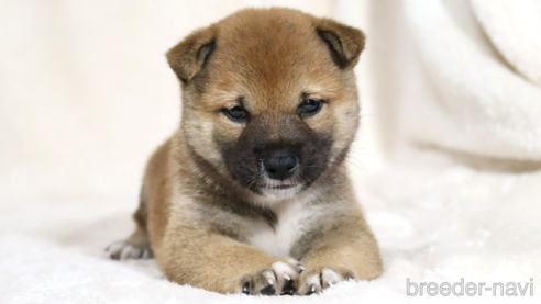 成約済の滋賀県の柴犬-338586の1枚目