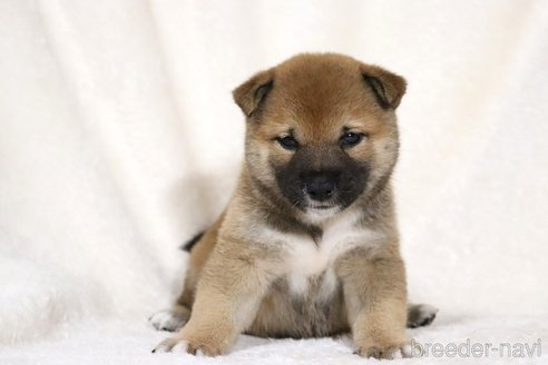 成約済の滋賀県の柴犬-338586の7枚目