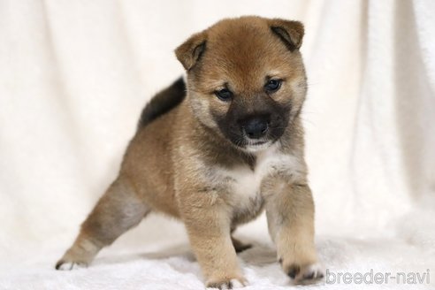 成約済の滋賀県の柴犬-338586の5枚目