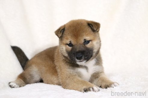 成約済の滋賀県の柴犬-338586の4枚目