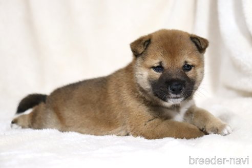 成約済の滋賀県の柴犬-338586の3枚目