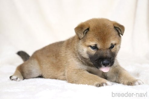 成約済の滋賀県の柴犬-338586の2枚目