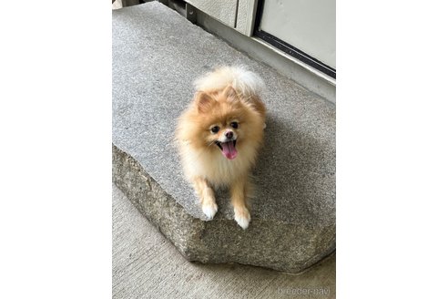 きなこちゃん1枚目