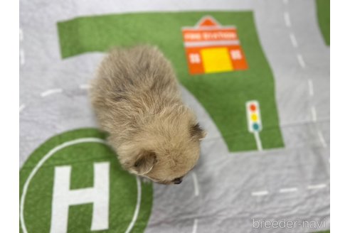 成約済の愛知県のポメラニアン-338592の2枚目