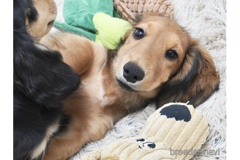 成約済の兵庫県のカニンヘンダックスフンド(ロングヘアード)-338591の3枚目