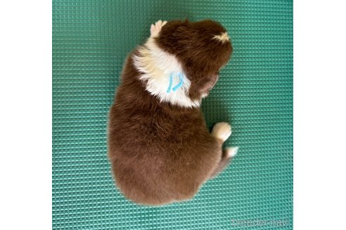 成約済の山梨県のオーストラリアンシェパード-334193の7枚目
