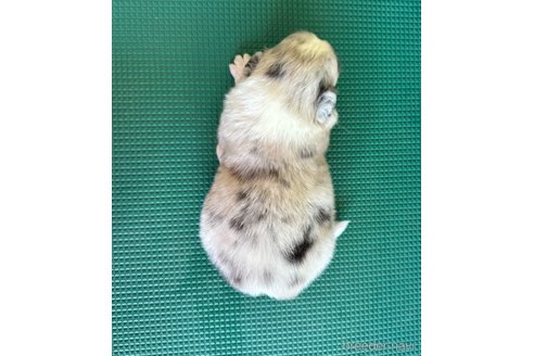 成約済の山梨県のオーストラリアンシェパード-334184の7枚目