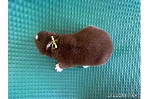 成約済の山梨県のオーストラリアンシェパード-334192の13枚目