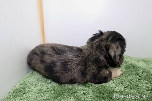 成約済の群馬県のミニチュアダックスフンド(ロングヘアード)-335148の6枚目